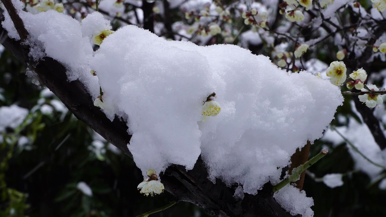 雪中盛开的梅花，被积雪覆盖的梅花和枝头视频素材