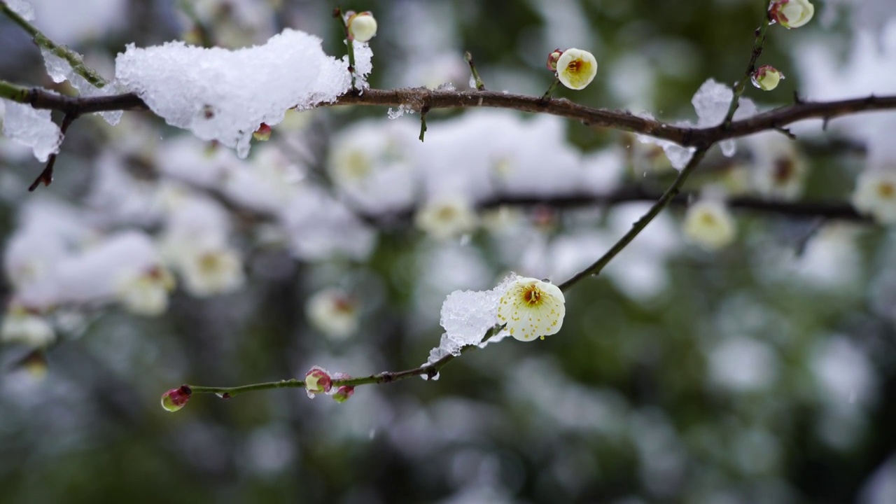 风雪中盛开的梅花，被雪覆盖的梅花和枝头视频素材