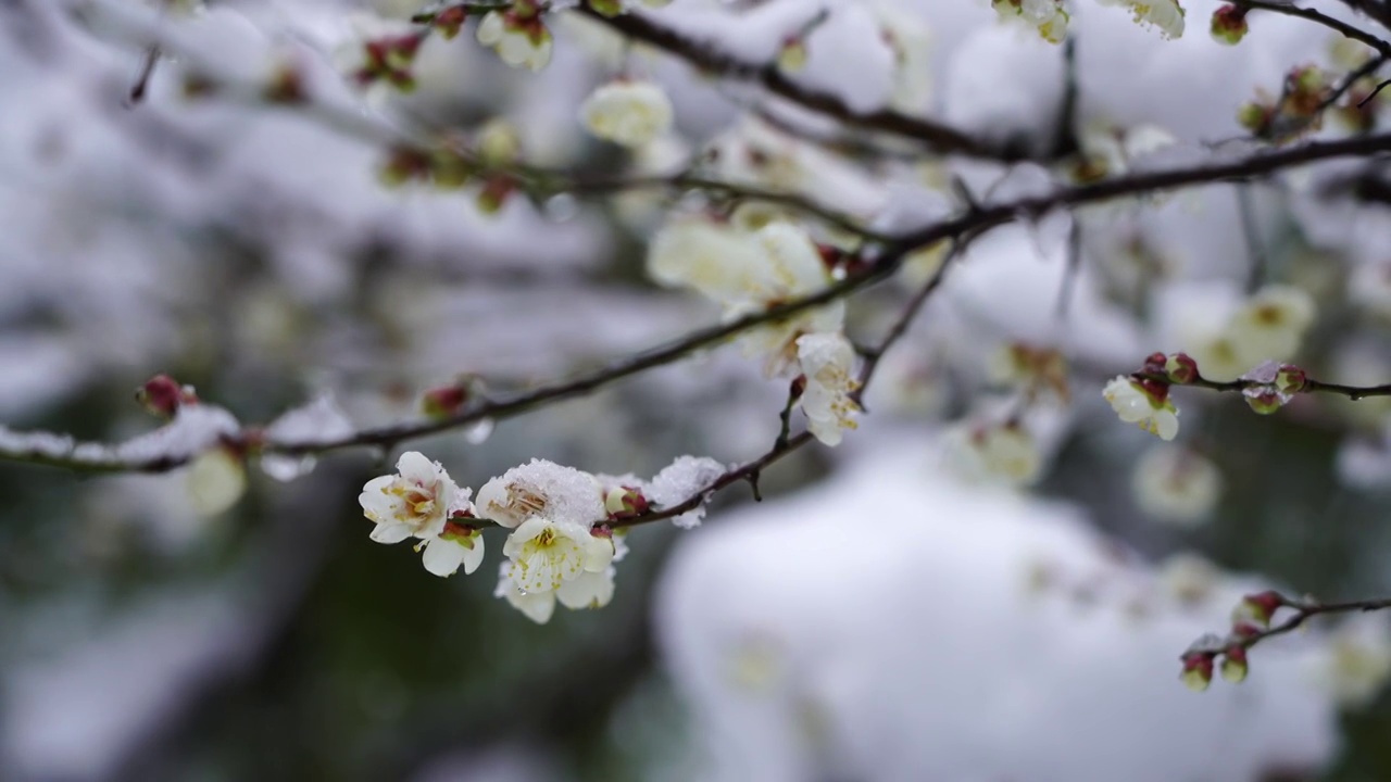 风雪中盛开的梅花，在风雪中摇摆的梅花视频素材