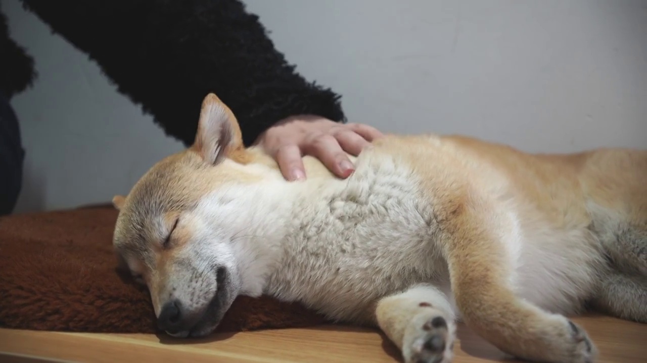 抚摸宠物狗视频素材