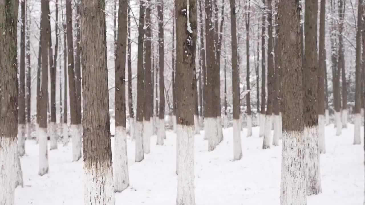 下雪的树林视频素材