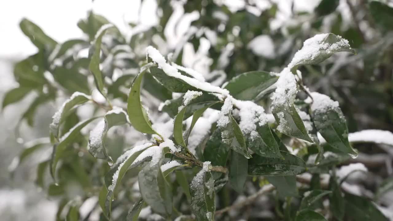 下雪 雪景视频素材