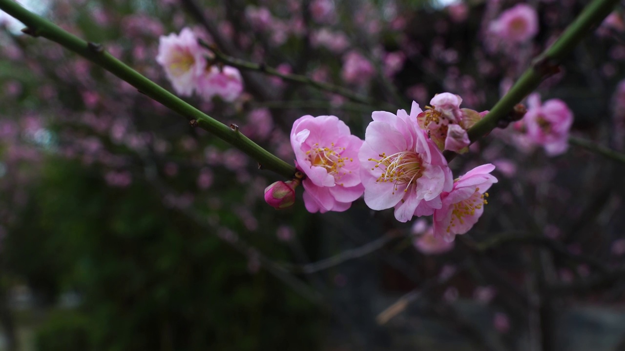 盛开的桃花视频素材