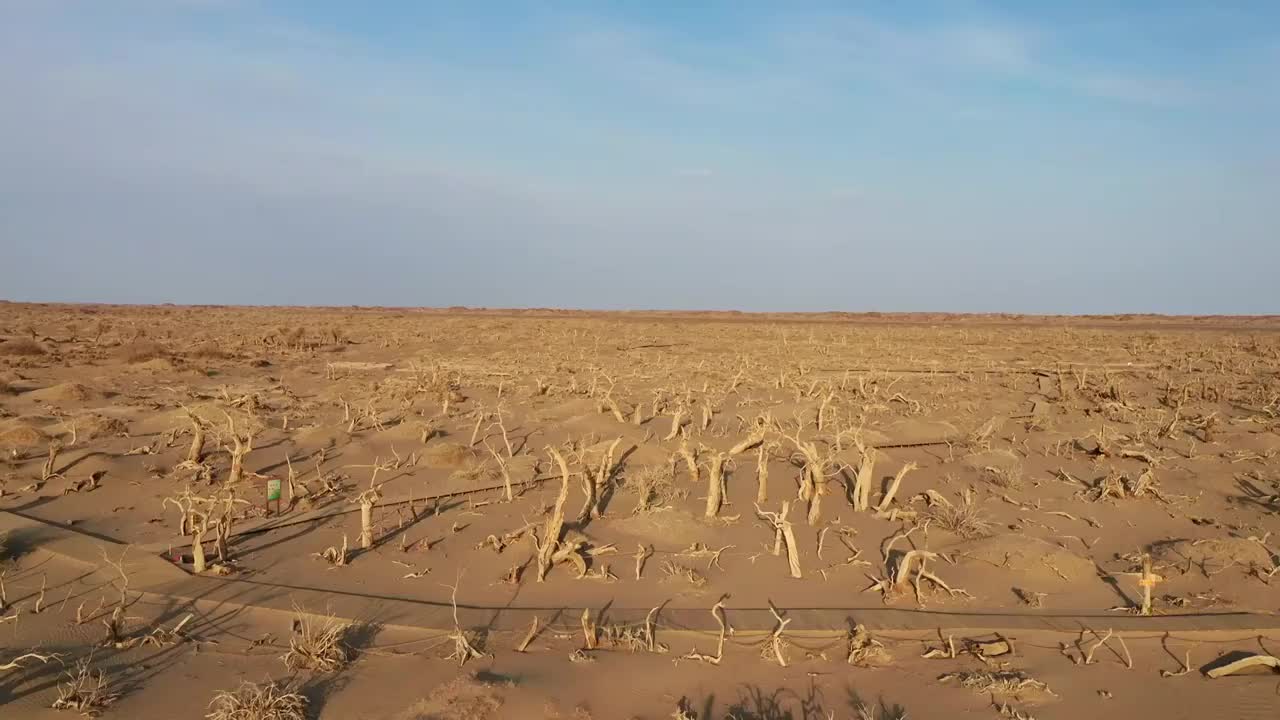 内蒙古，额济纳，怪树林景区航拍俯拍视频素材