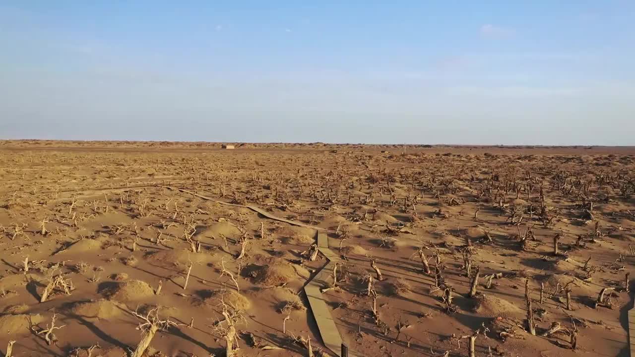 内蒙古，额济纳，怪树林景区航拍俯拍视频素材