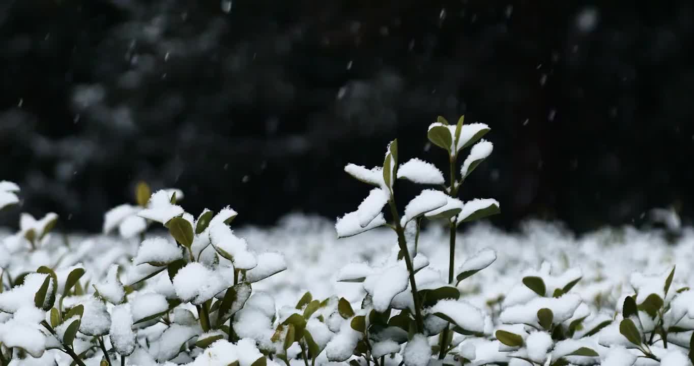 雪中的植物，植被，雪景，大雪，小雪，寒冷，立冬，冬至，节气，植物，象征，雪，雪花视频素材