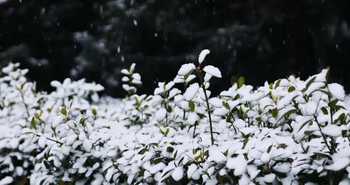 雪中的植物，植被，雪景，大雪，小雪，寒冷，立冬，冬至，节气，植物，象征，雪，雪花视频素材