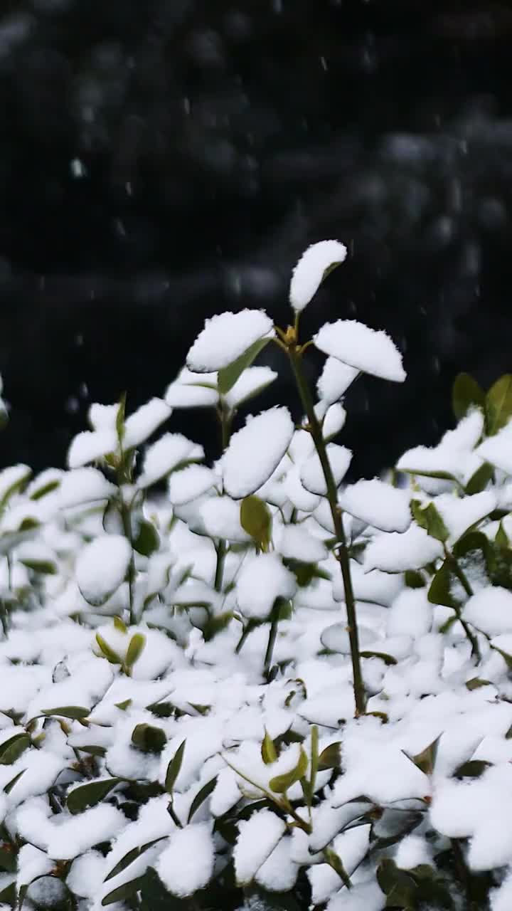 雪中的植物，植被，雪景，大雪，小雪，寒冷，立冬，冬至，节气，植物，象征，雪，雪花视频素材