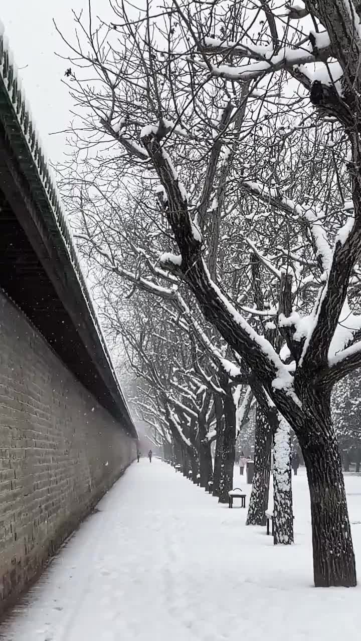 冬天雪景中的枯树与城墙，雪景，雪，路，伤感，前进，远方，诗情画意，意境，雪花，大雪，小雪，城墙，墙视频素材