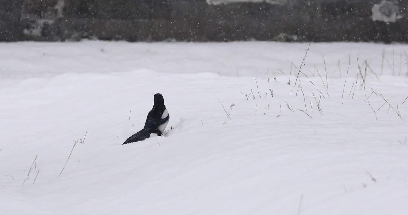 喜鹊在雪地中觅食，鹊，鸟类，雪地，雪景，觅食，寒冷，雪景，冬天，立冬，冬至，大雪，小雪，雪花，节气视频素材