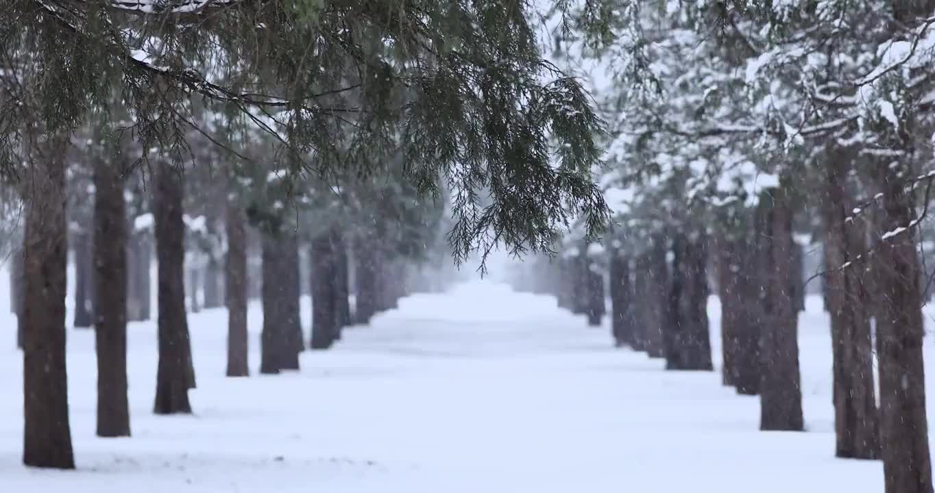 冬天雪景中的森林，森林，雪，树木，雪地，雪花，排列，前进，路，大雪，小雪，立冬，冬至，节气，无人的视频素材