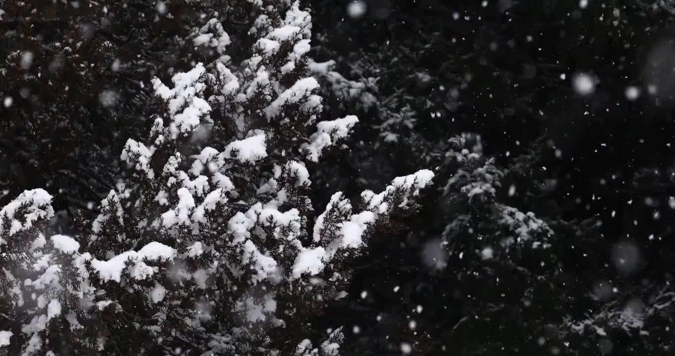 大雪中的树，树木，森林，大雪，雪花，风雪，冬天，下雪，树枝，积雪，寒冷，天气，气候，立冬，冬至，节气视频素材