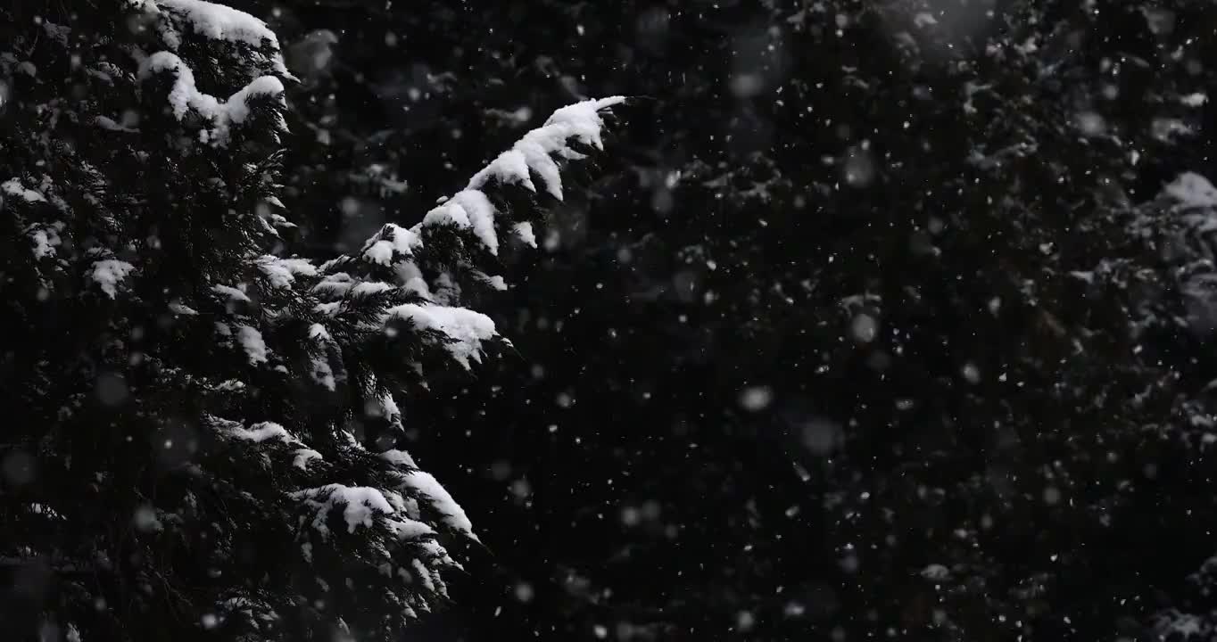 大雪中的树，树木，森林，大雪，雪花，风雪，冬天，下雪，树枝，积雪，寒冷，天气，气候，立冬，冬至，节气视频素材