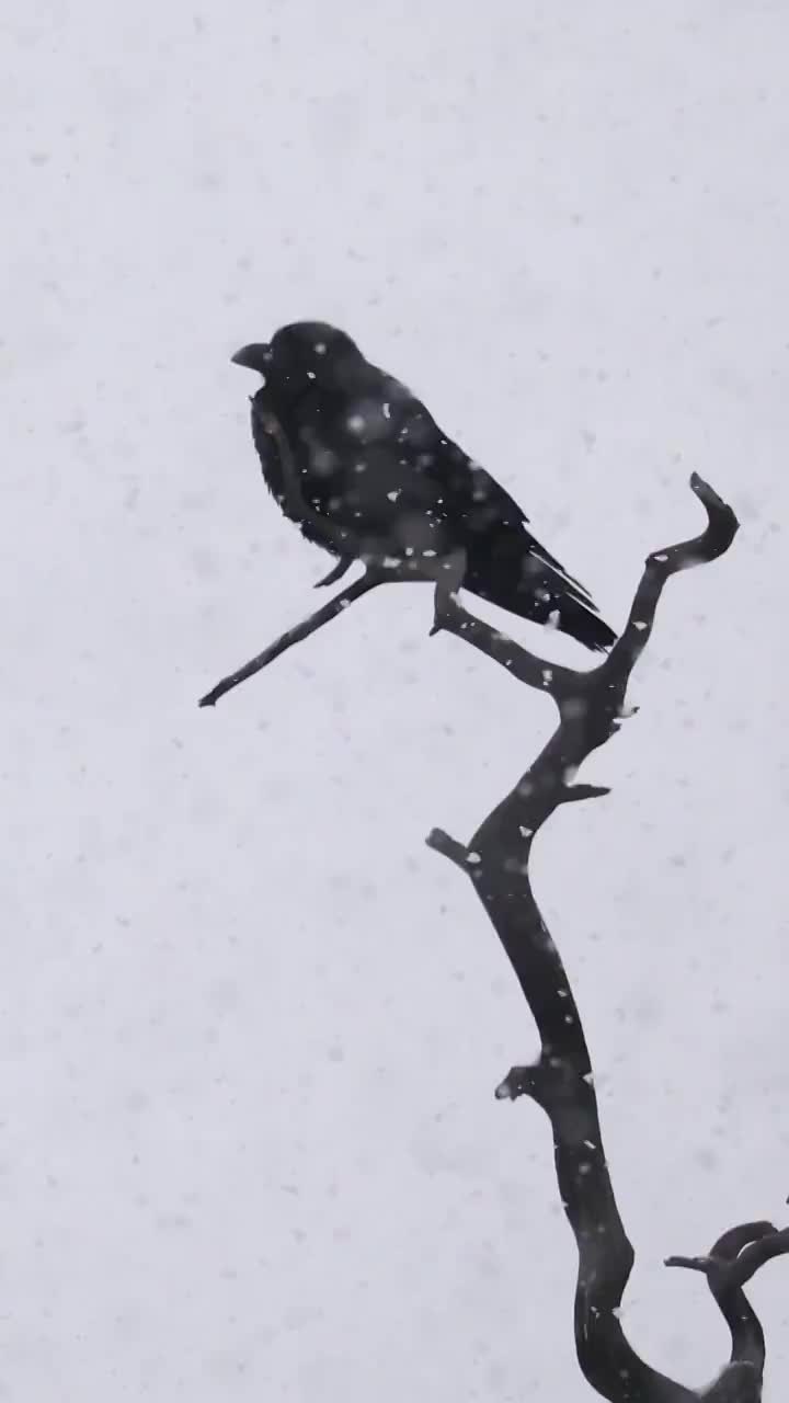 雪中树枝上的乌鸦视频素材