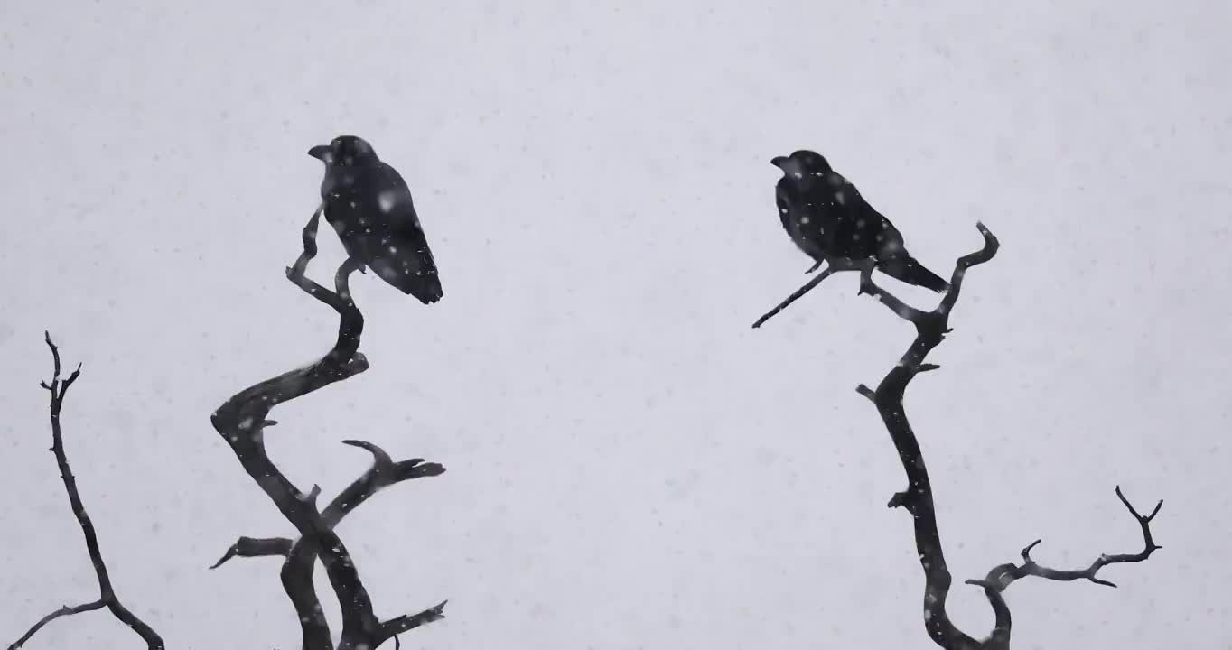 雪中树枝上的乌鸦视频素材