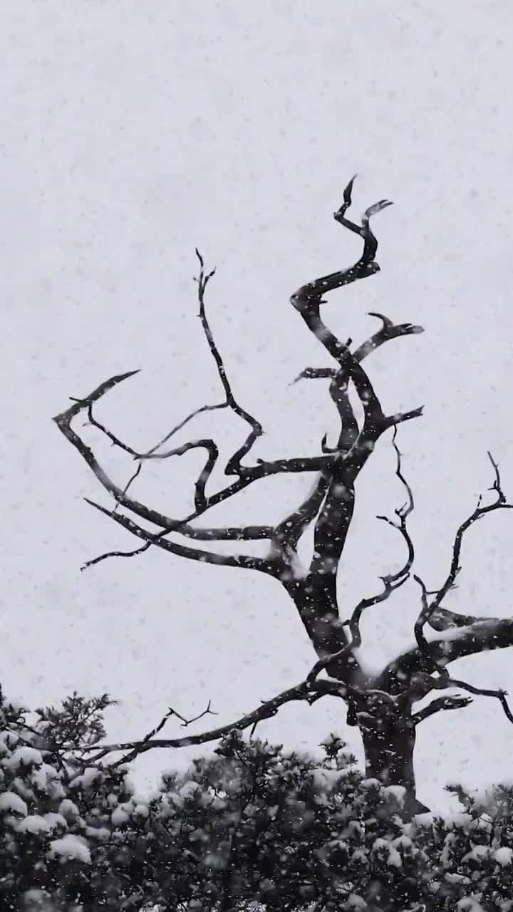 风雪天气，树枝上栖息的鸟类；乌鸦在枝头玩耍视频素材