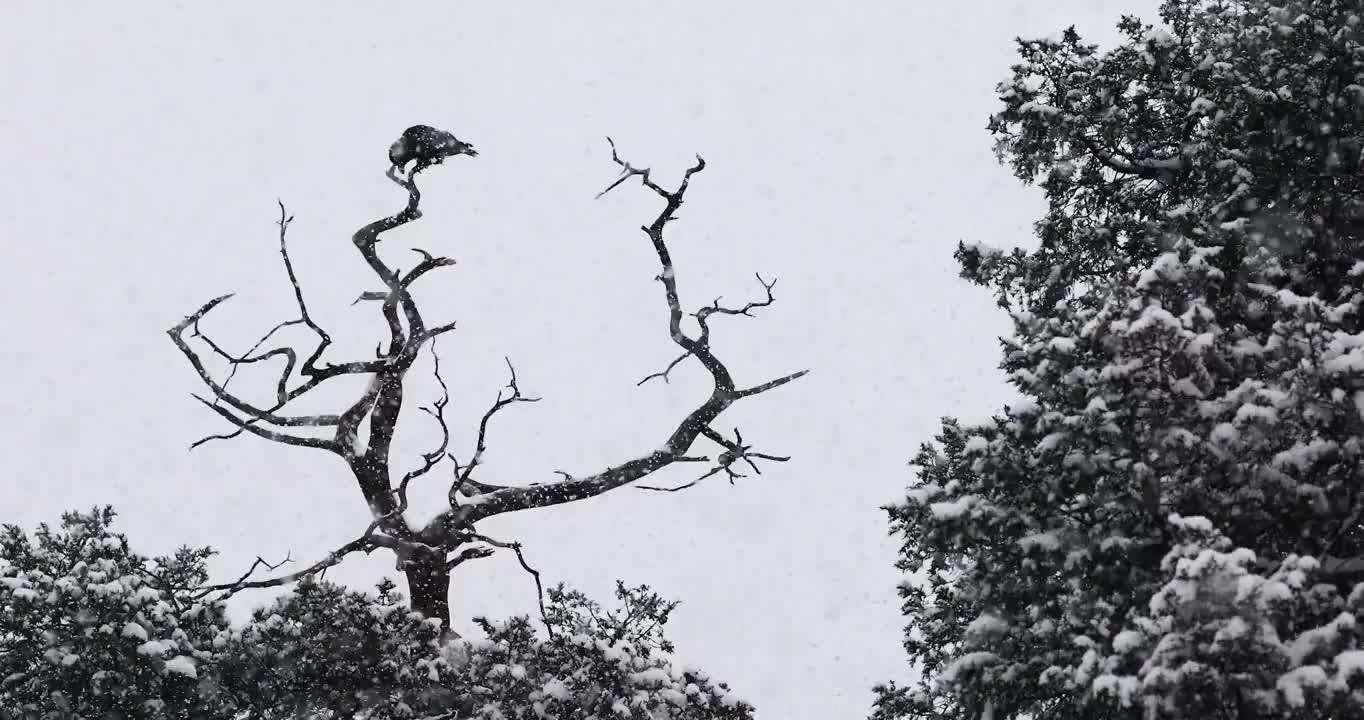 风雪天气，树枝上栖息的鸟类；乌鸦在枝头玩耍视频素材