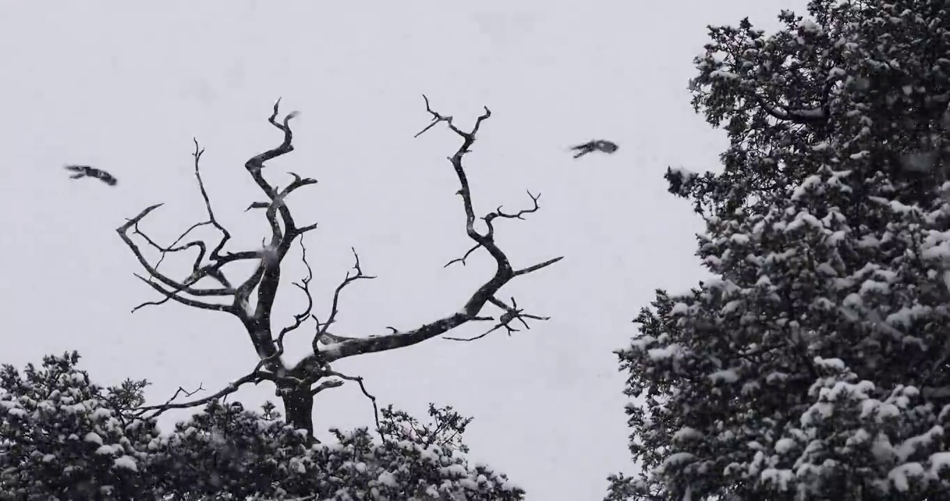 下雪时，冬天树枝上的乌鸦；鸟类雪中飞舞。视频素材