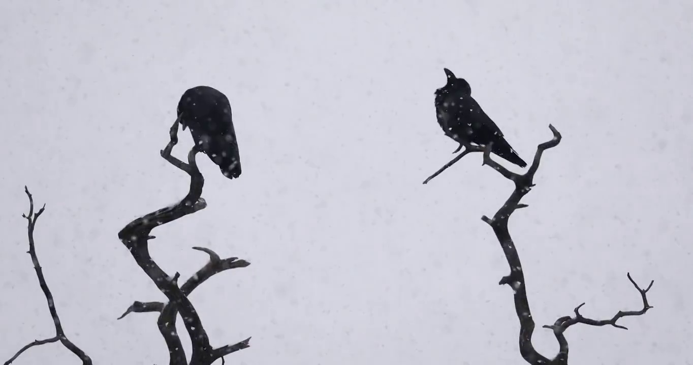 下雪时，冬天树枝上的乌鸦；鸟类雪中飞舞。视频素材