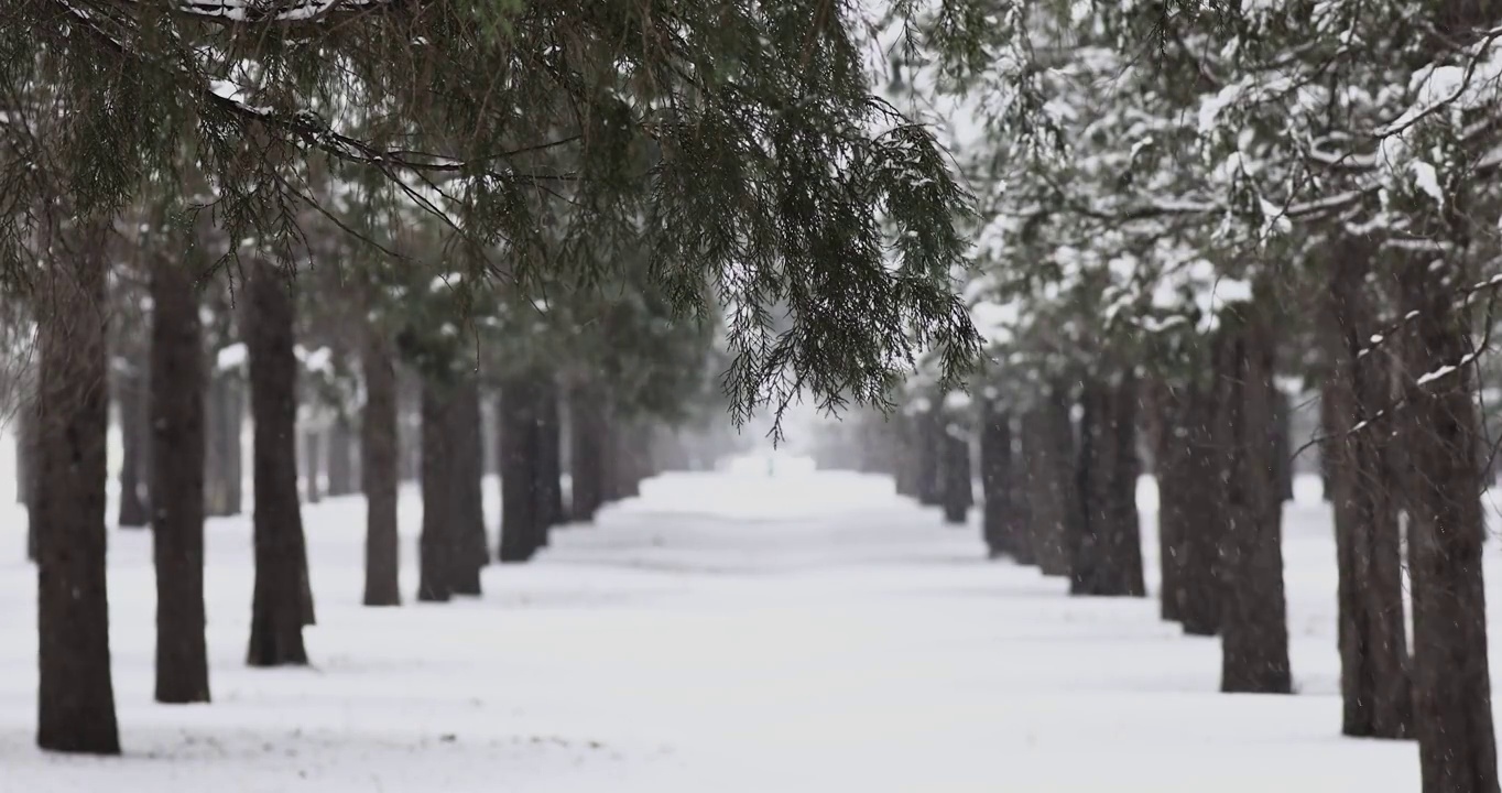 下雪天的森林，冬天树林的景观。视频素材