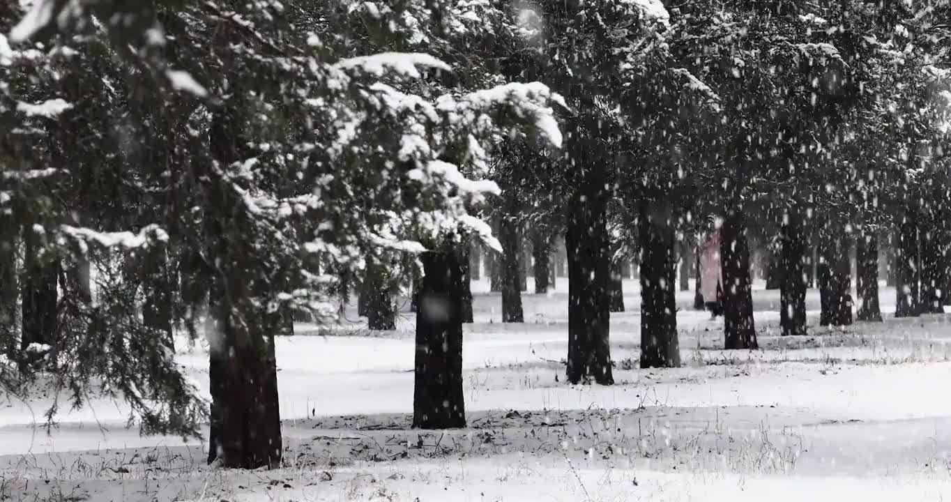 下雪天的森林，冬天树林的景观。视频素材