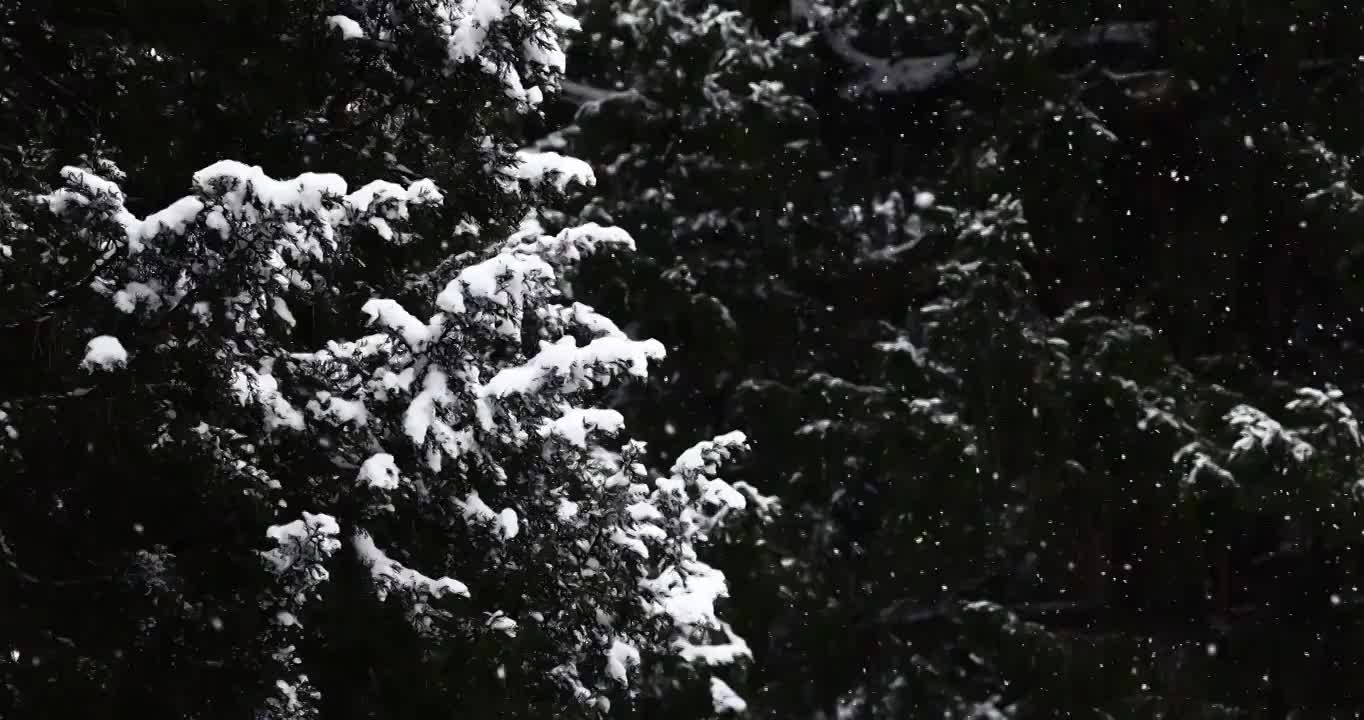 森林中的雪花，冬天的雪。视频素材