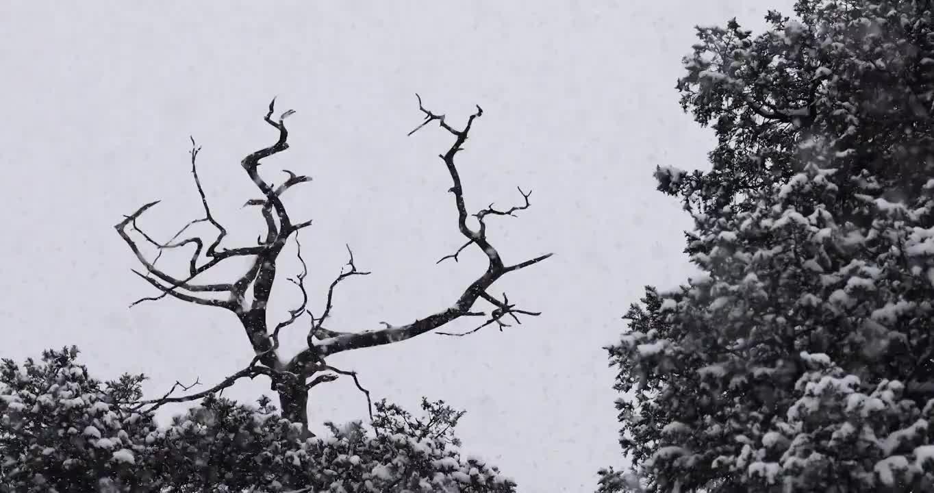 下雪天树枝上的鸟类，冬日的优美风光。视频素材