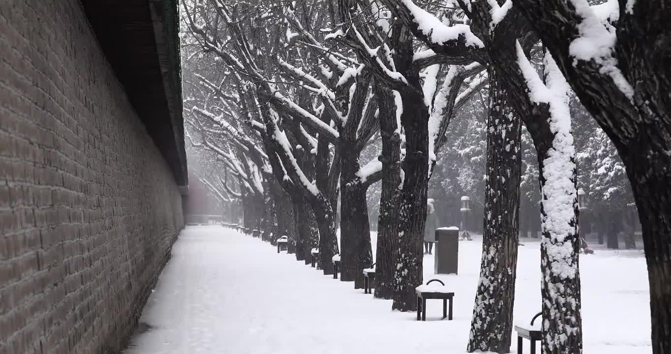 冬天，下雪时的枯树与城墙，前进的道路。视频素材