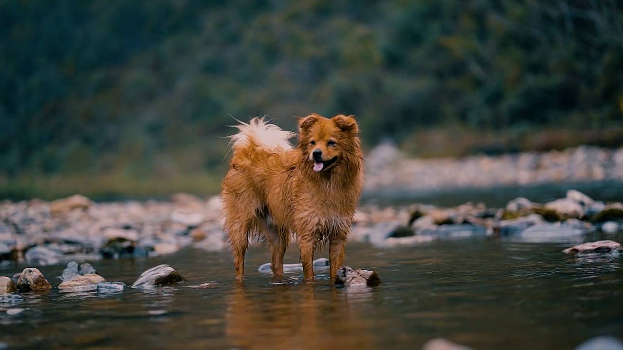 狗狗视频素材