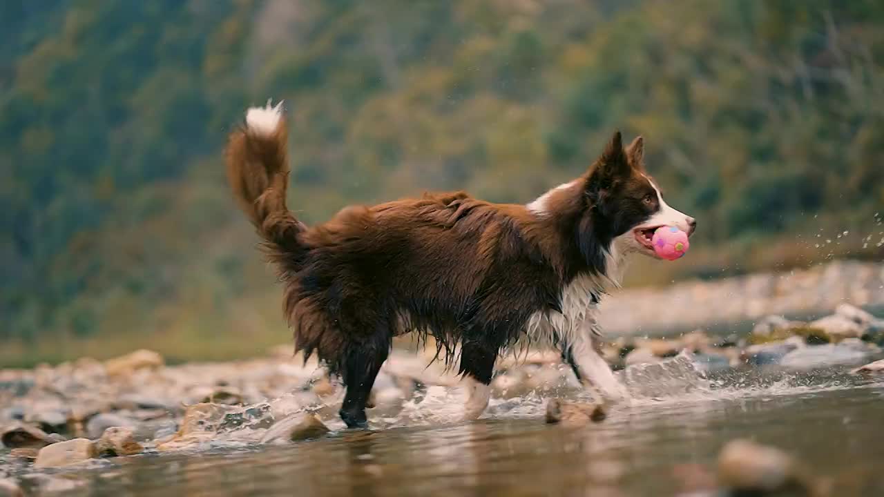 狗狗视频素材