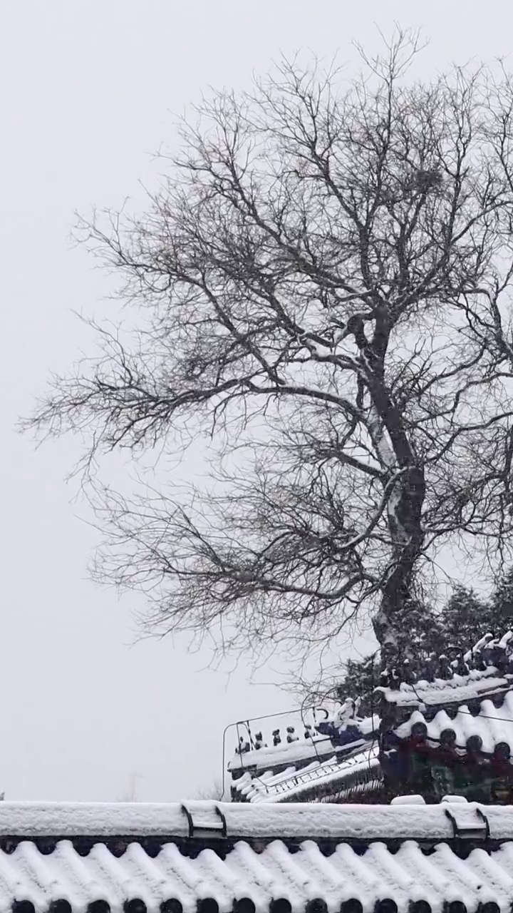 冬天的枯树，下雪天的树木与古建筑，诗情画意的景观视频素材