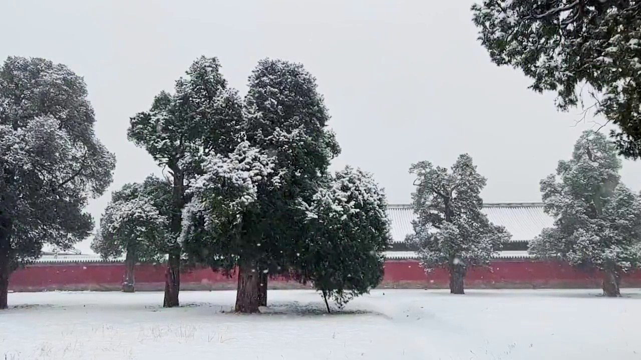 冬天，雪中的树木与城墙。天坛中的树视频素材