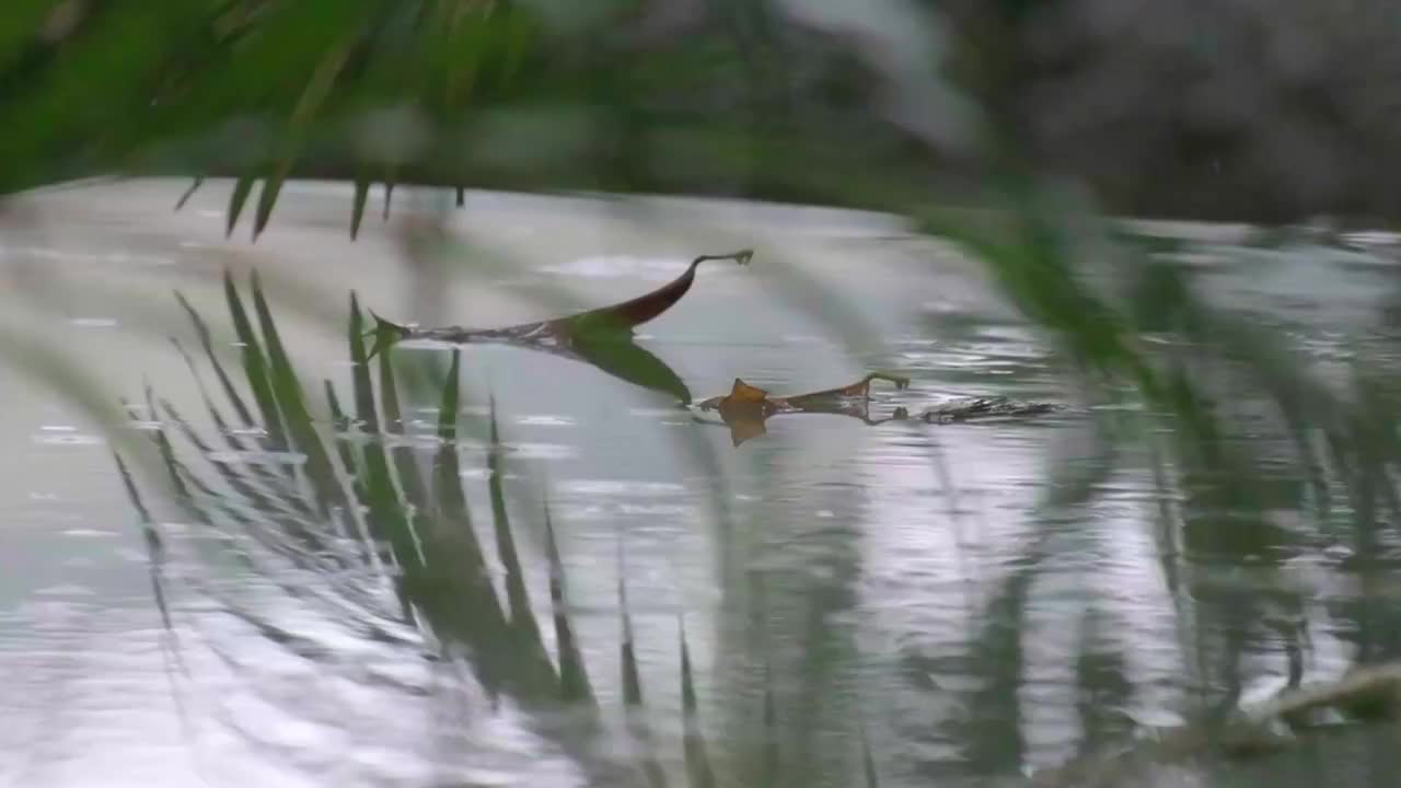 树枝叶前景与倒影 雨中的落叶视频下载