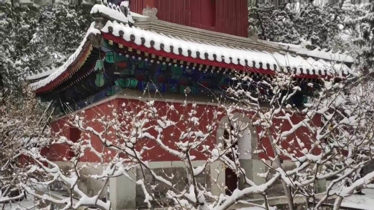 北京植物园雪景视频素材