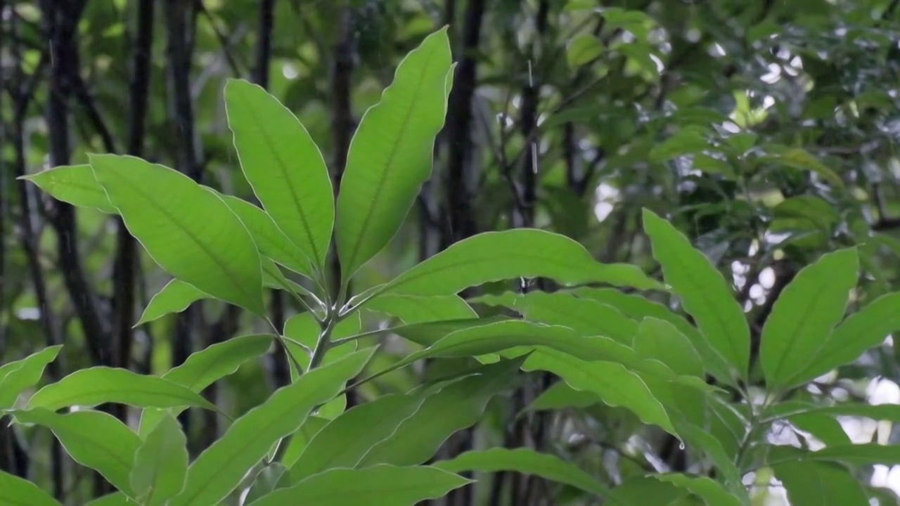 雨水滴落在叶子上的特写慢动作镜头视频素材