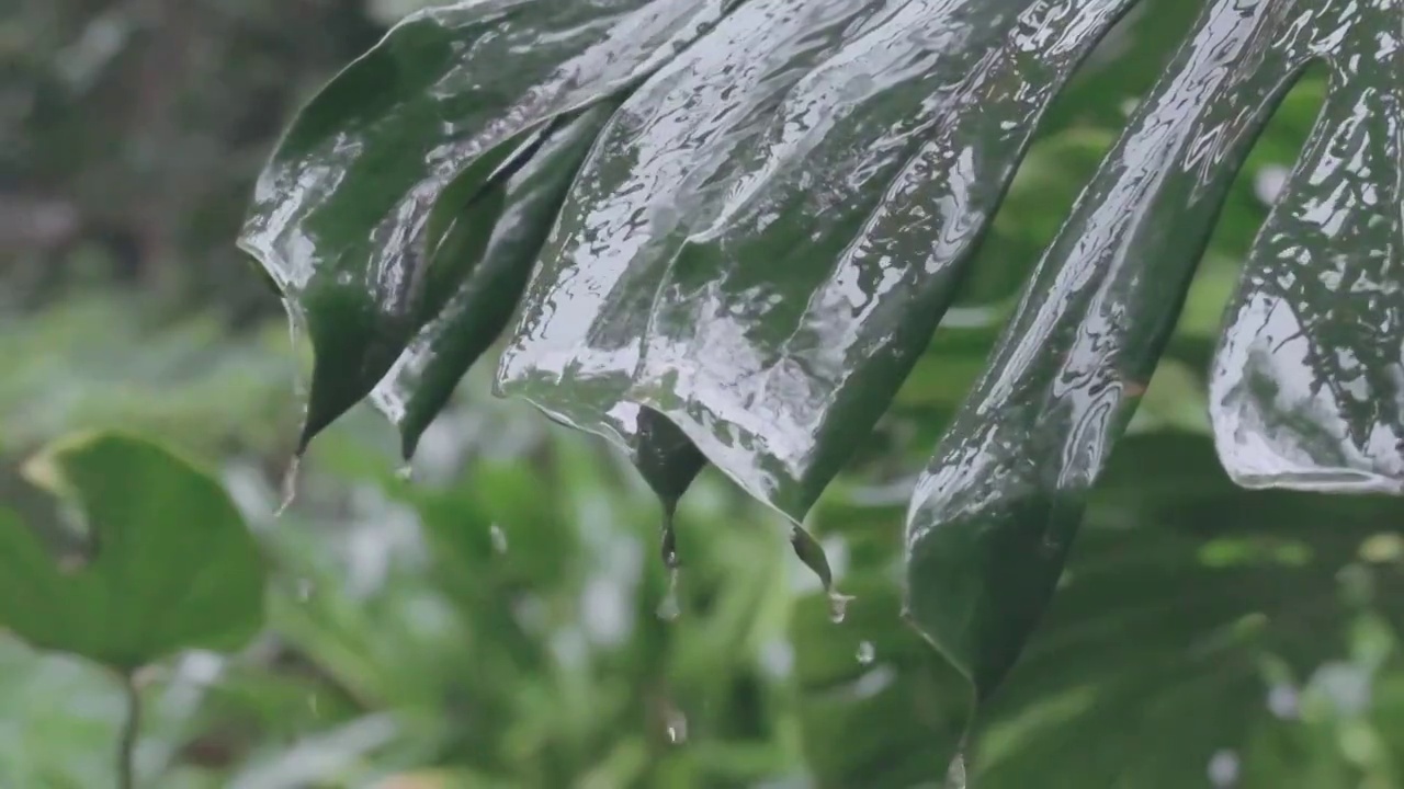 雨水滴落在叶子上顺着叶子流下的慢动作特写镜头视频下载