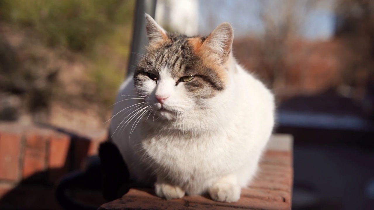 猫在阳台休息晒太阳视频素材