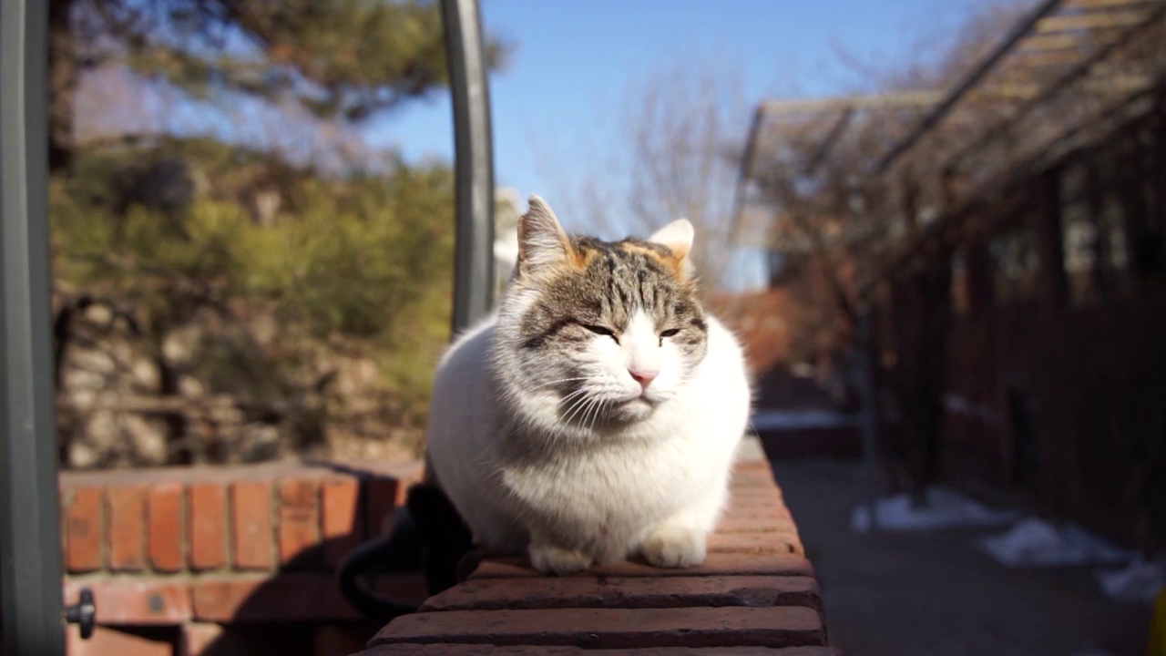 猫在阳台休息晒太阳视频素材