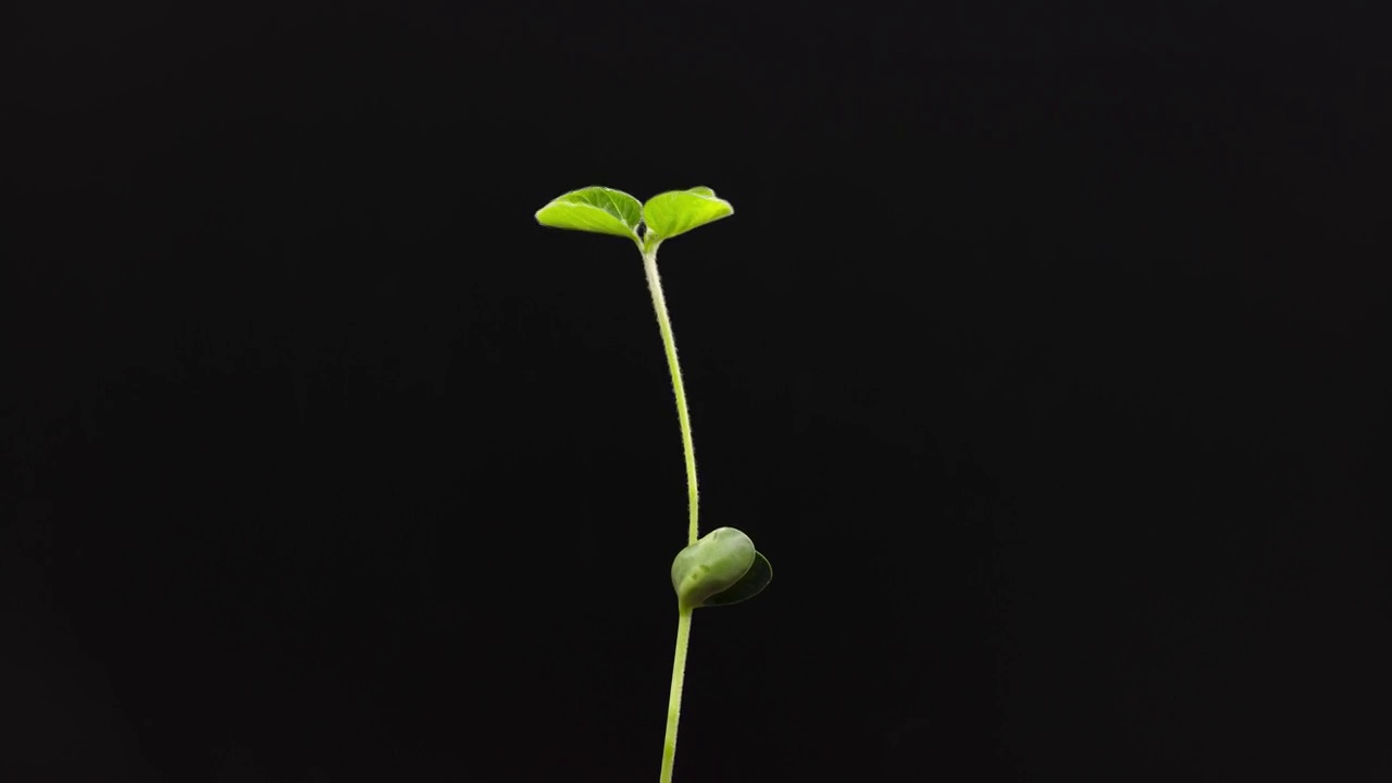 植物生长延时：春天发芽生长全程视频素材