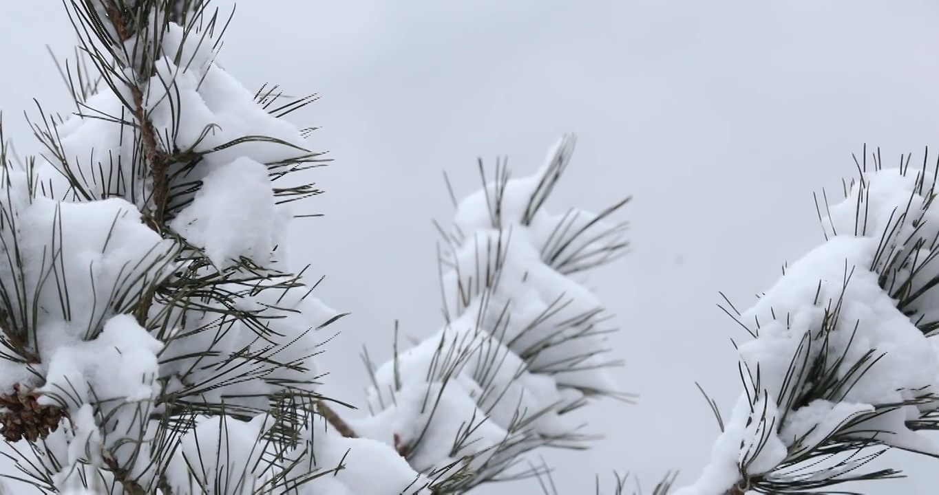 4K拍摄松枝上的雪视频素材