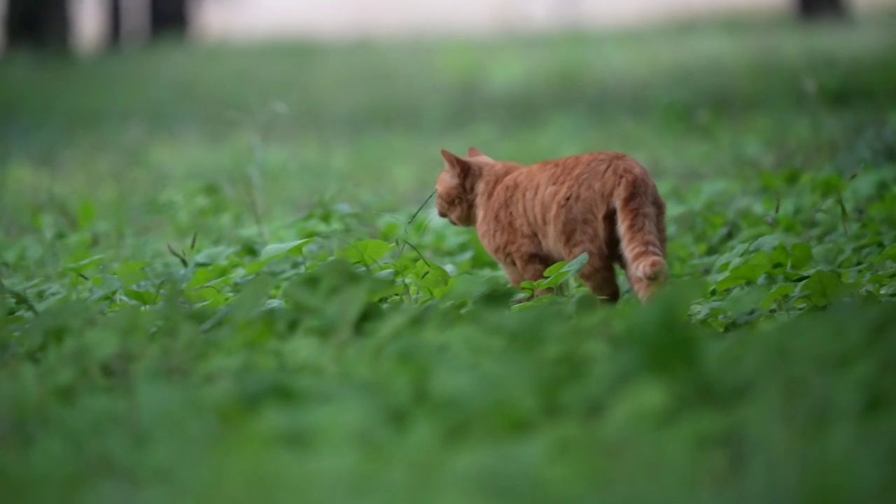 猫咪视频素材