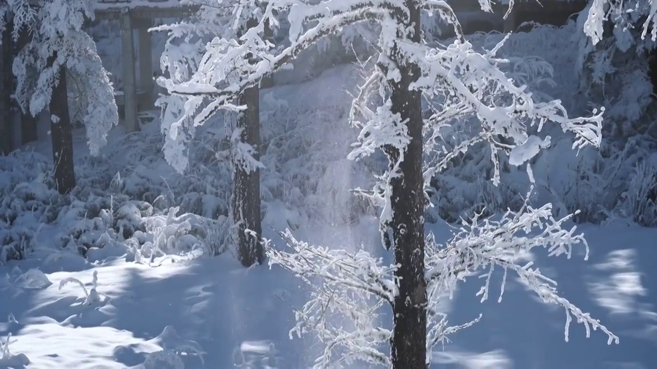 冬季瓦屋山树上掉落的雪花视频素材