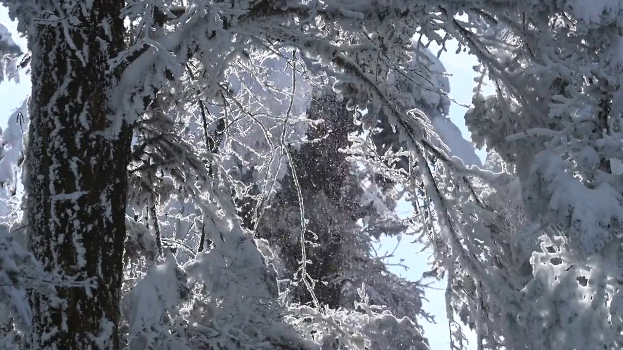 冬季瓦屋山树枝上飘落的雪花视频素材