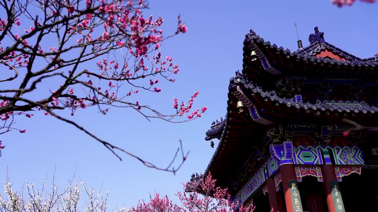 江苏南京明孝陵景区，梅花山博爱阁，春天梅花盛开视频素材