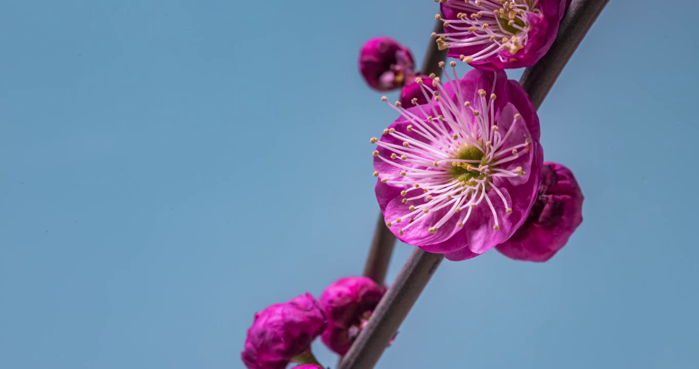 春天里的梅花盛开视频素材