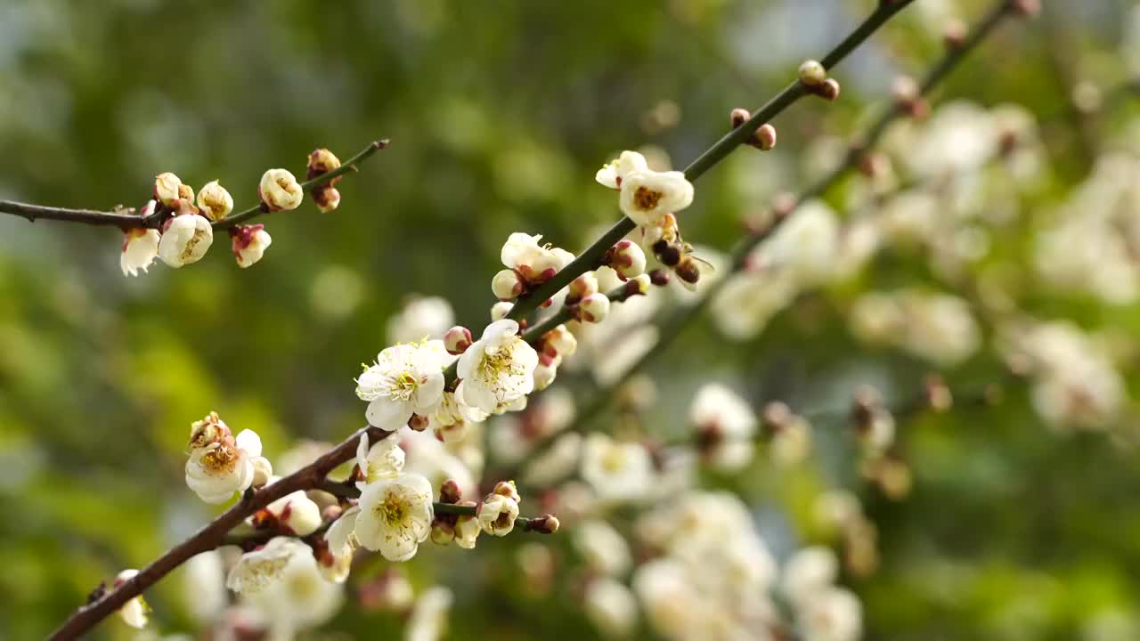 春天梅花盛开，蜜蜂闻香采蜜授粉视频素材