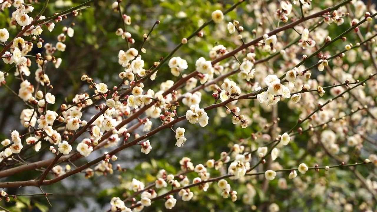 春天梅花盛开，蜜蜂在花丛中飞舞，闻香采蜜授粉视频素材