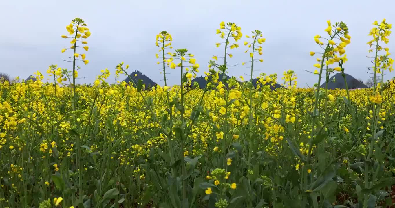 油菜花，罗平油菜花，春天，农业，春，花，无人的，优美的，清新的，田园，花海，低视角，春季，春分，节气视频素材