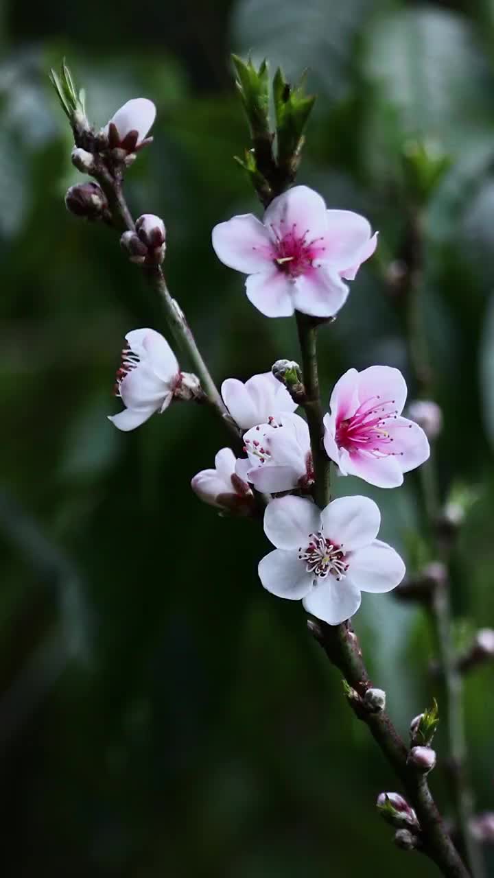 春天的桃花，盛开的花朵充满春天的气息视频素材