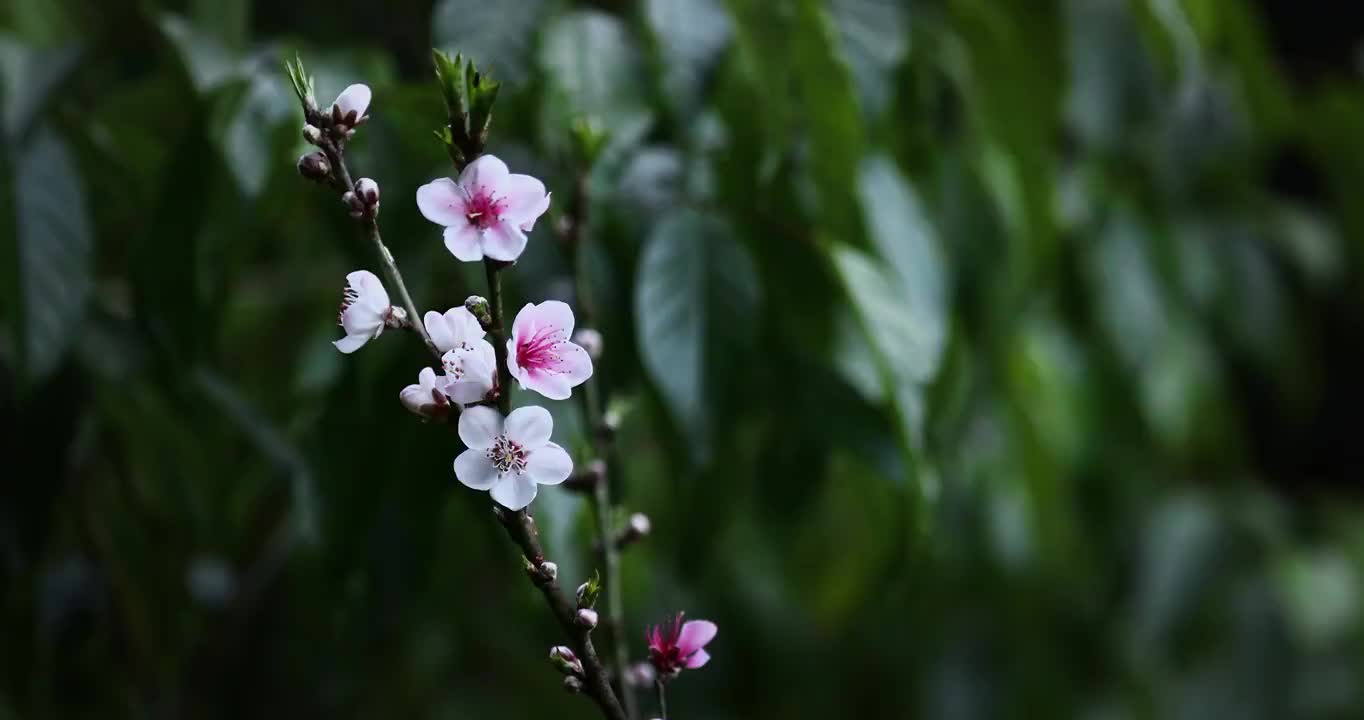 春天的桃花，盛开的花朵充满春天的气息视频素材